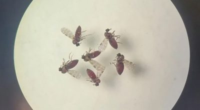 © Bruna Lais Sena do Nascimento/Laboratório de Entomologia Médica/SEARB/IEC